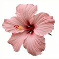Çapraz Dikiş Kiti – Hibiskus Çiçeği
